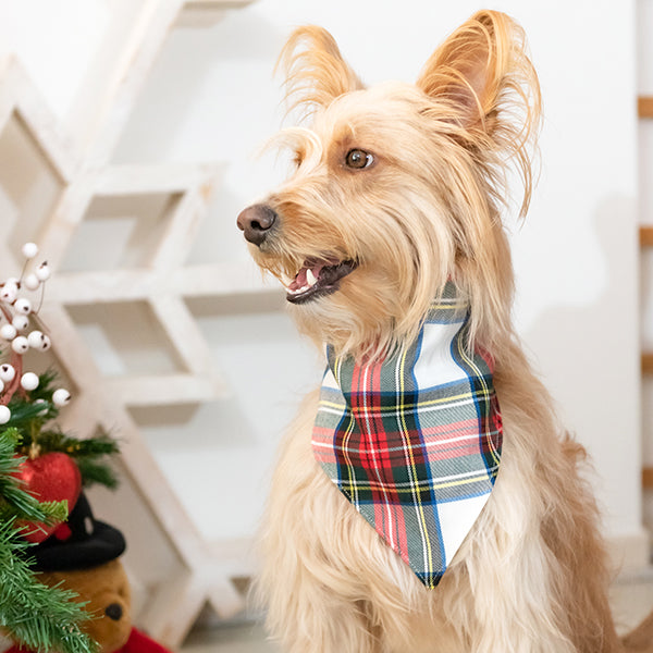 Lenço cão tartan branco