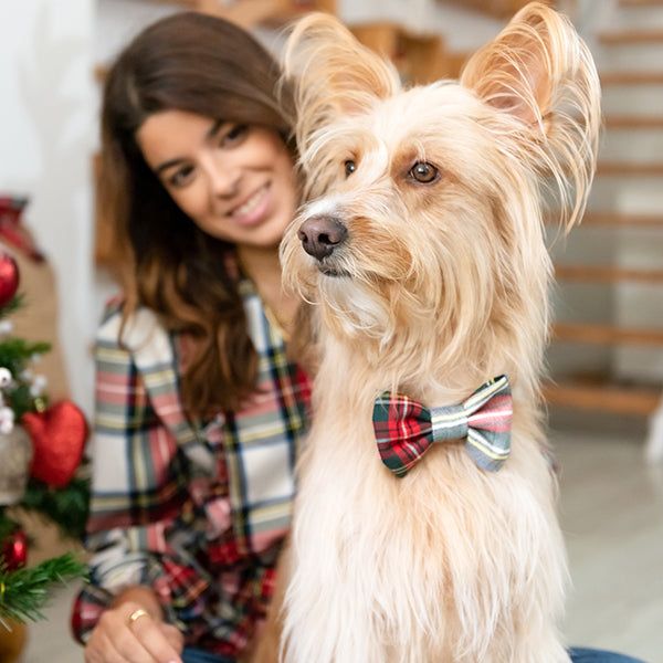 Laço cão tartan branco